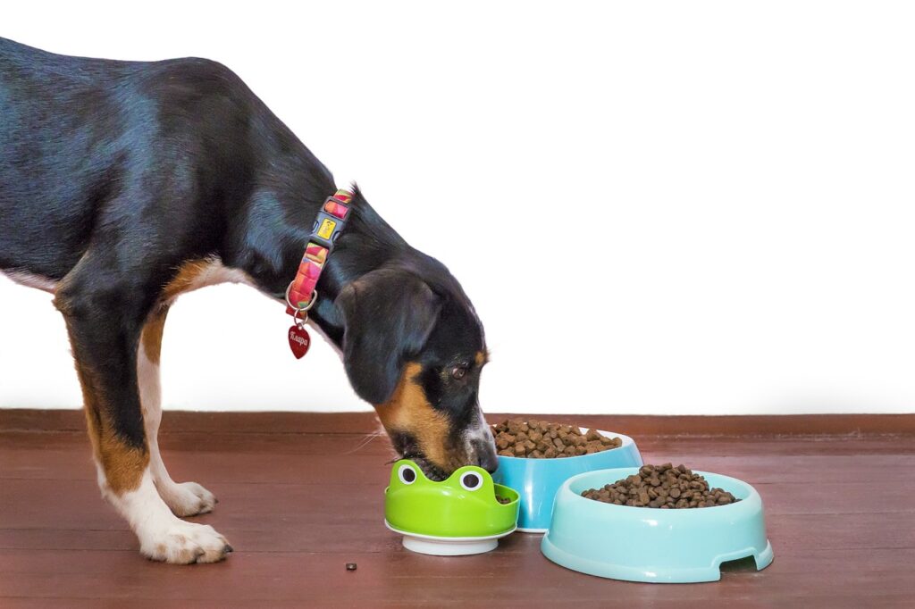 croquettes pour chien stérilisé