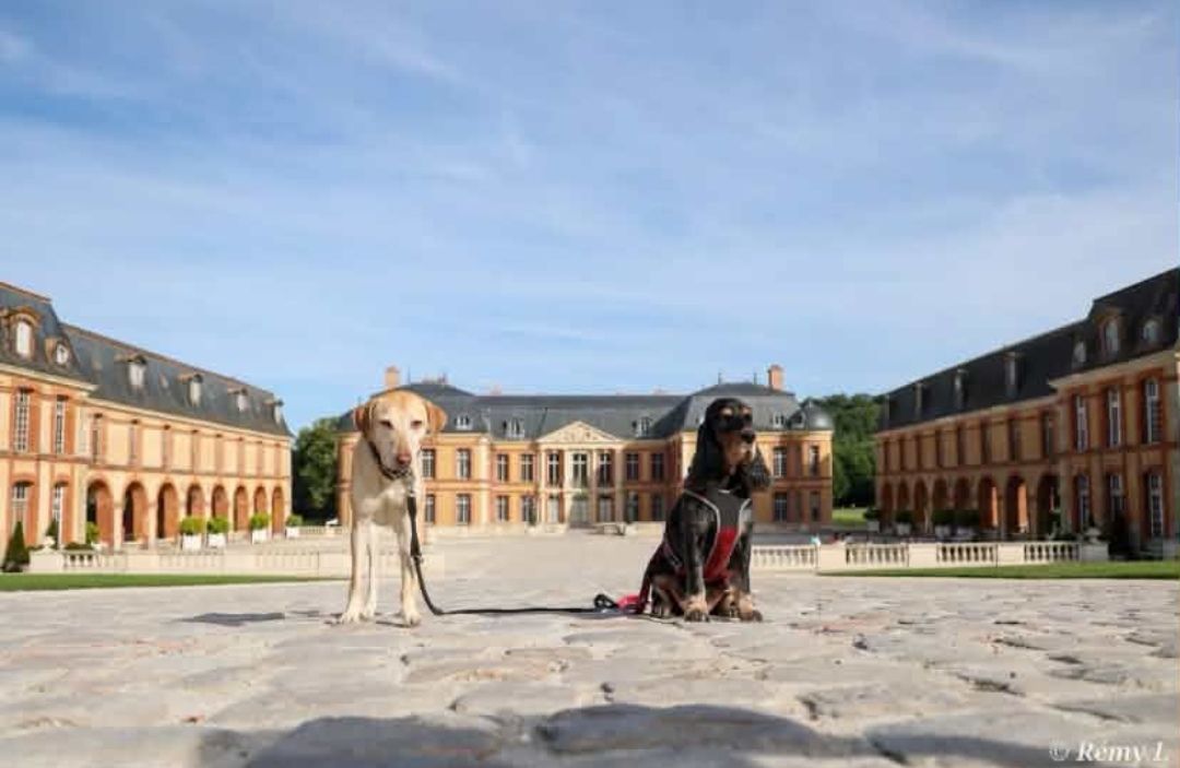 domaine de dampierre chien autorisé