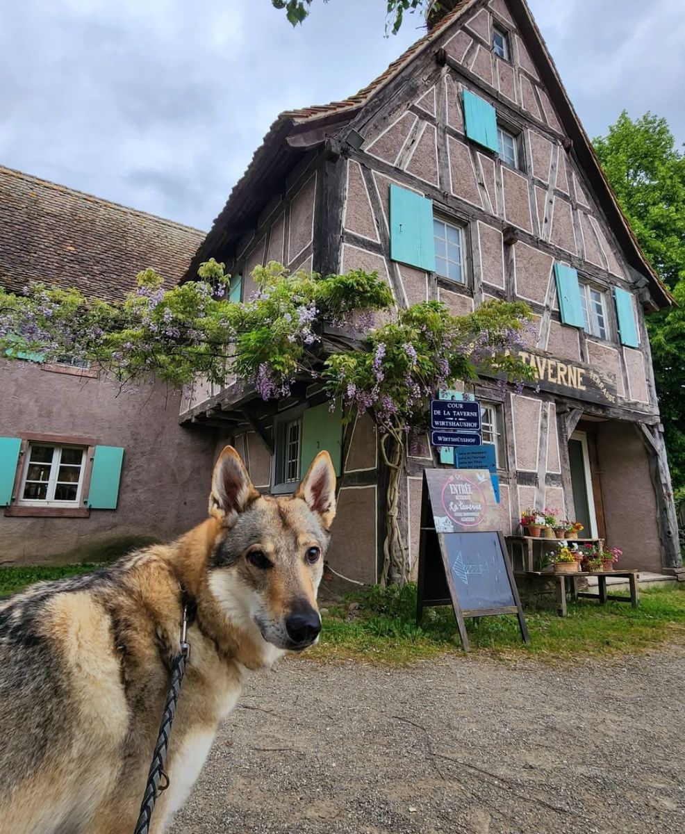 écomusée d'alsace chien accepté