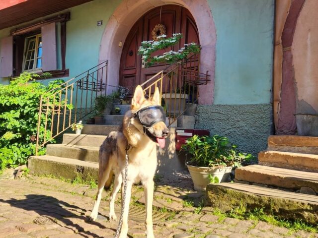 Eguisheim