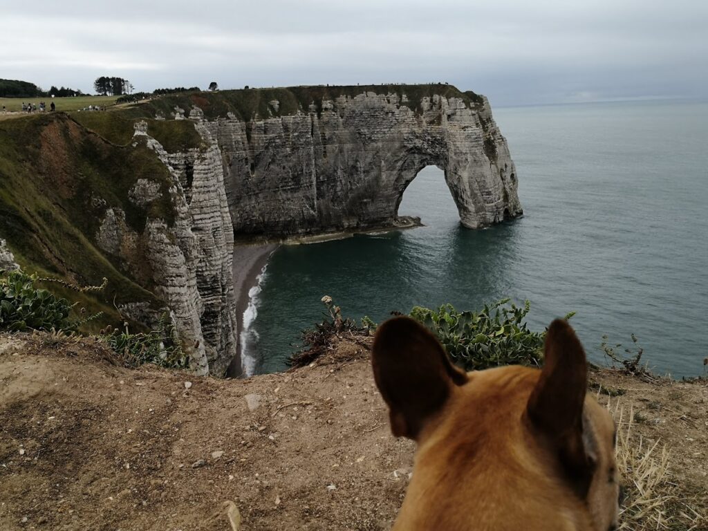 falaise étretat chien activité dogfriendly