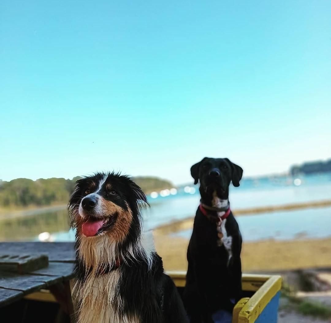 île de berder chien accepté morbihan