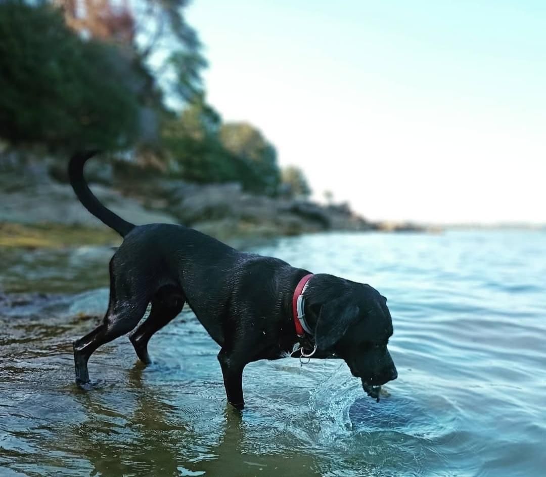 île de berder chien autorisé bretagne