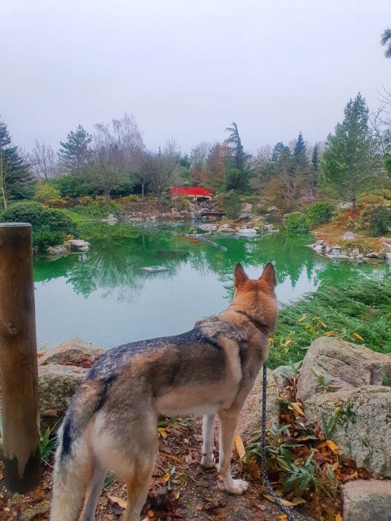 jardin japonais dijon chien accepté