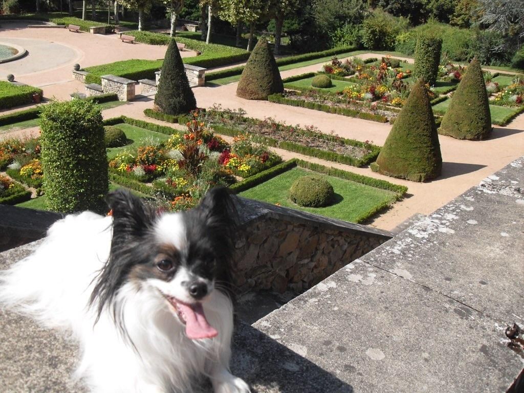 jardin wilson chien autorisé