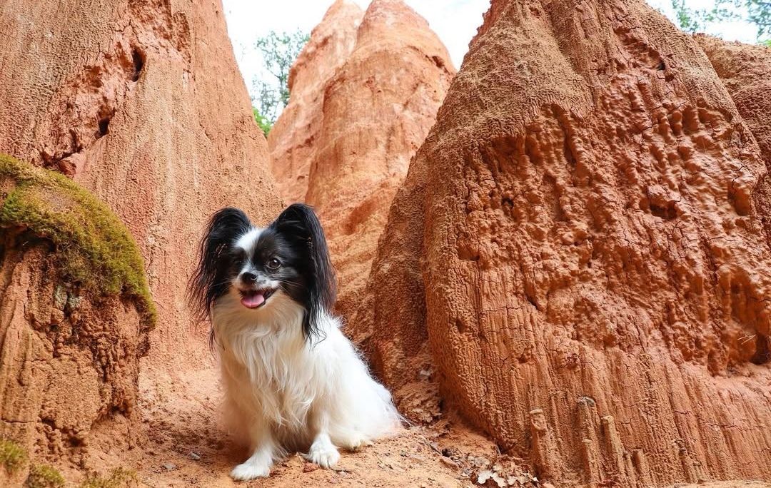 la vallée des saints randonnée avec chien auvergne