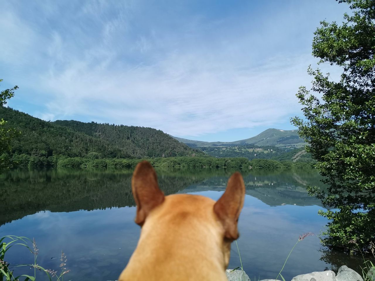 lac chambon balade avec chien
