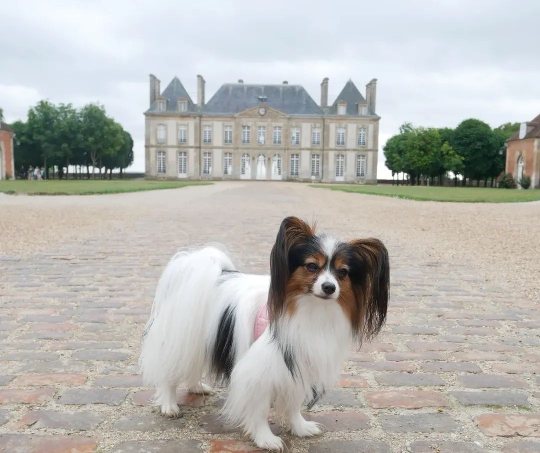 le haras national du pin activité avec chien orne normandie