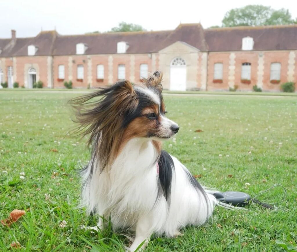 le haras national du pin visite avec chien orne normandie