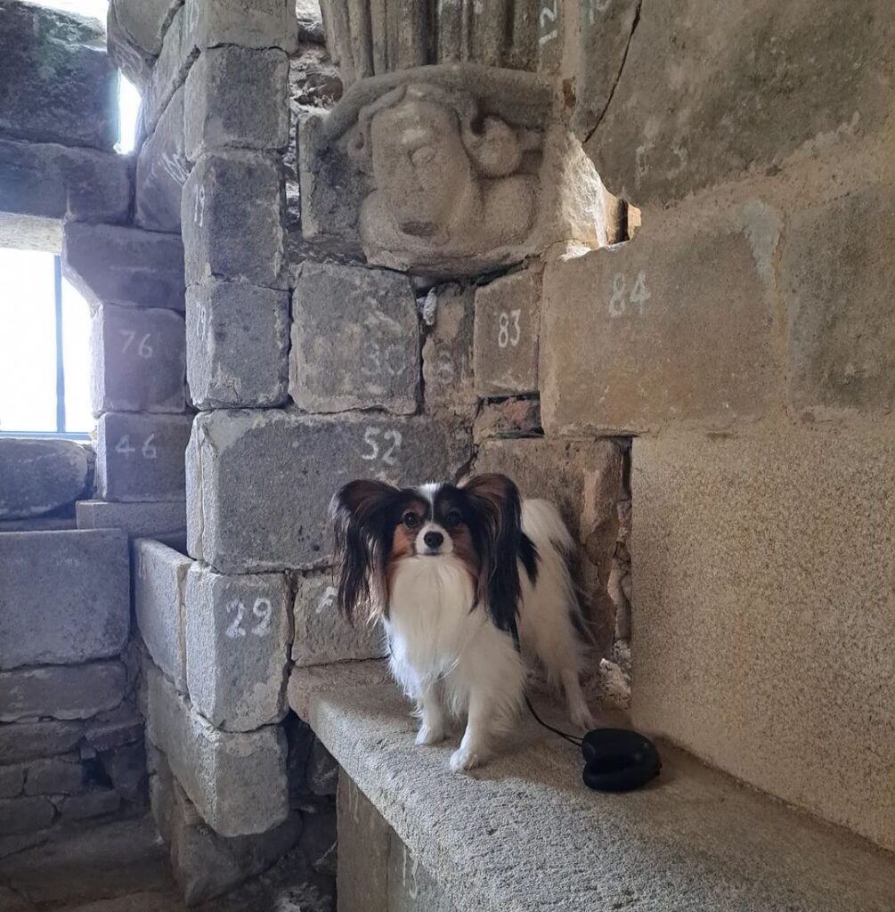 les bains de la reine musée chien autorisé bretagne