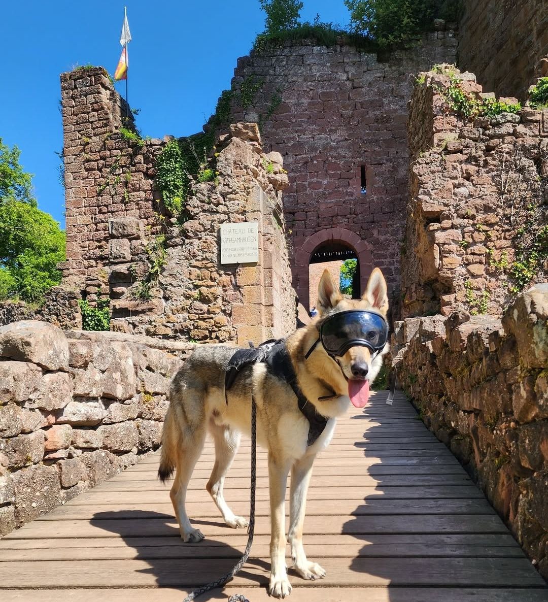 les châteaux d'ottrot chien autorisé alsace