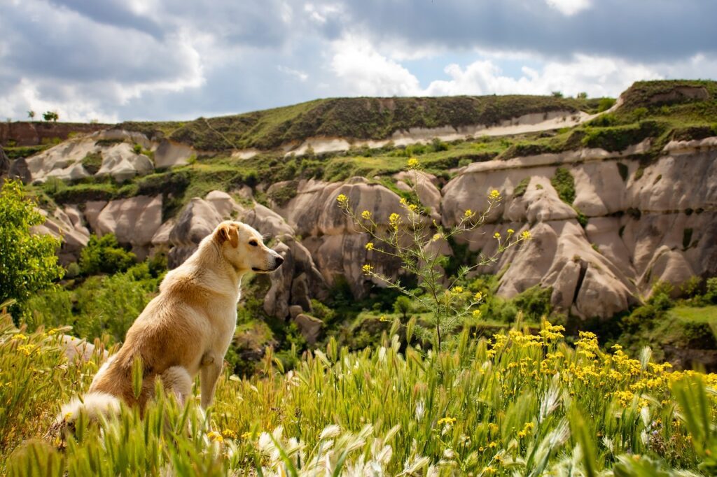 randonnées à faire en haute Savoie avec son chien