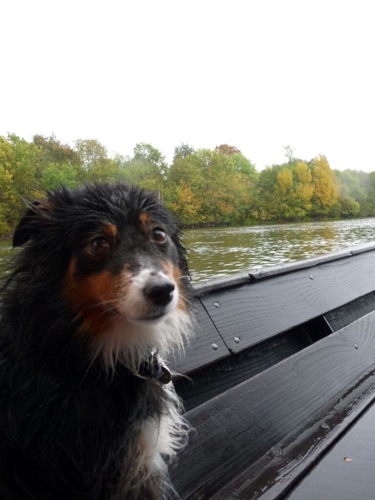 séjour en Anjou avec un chien