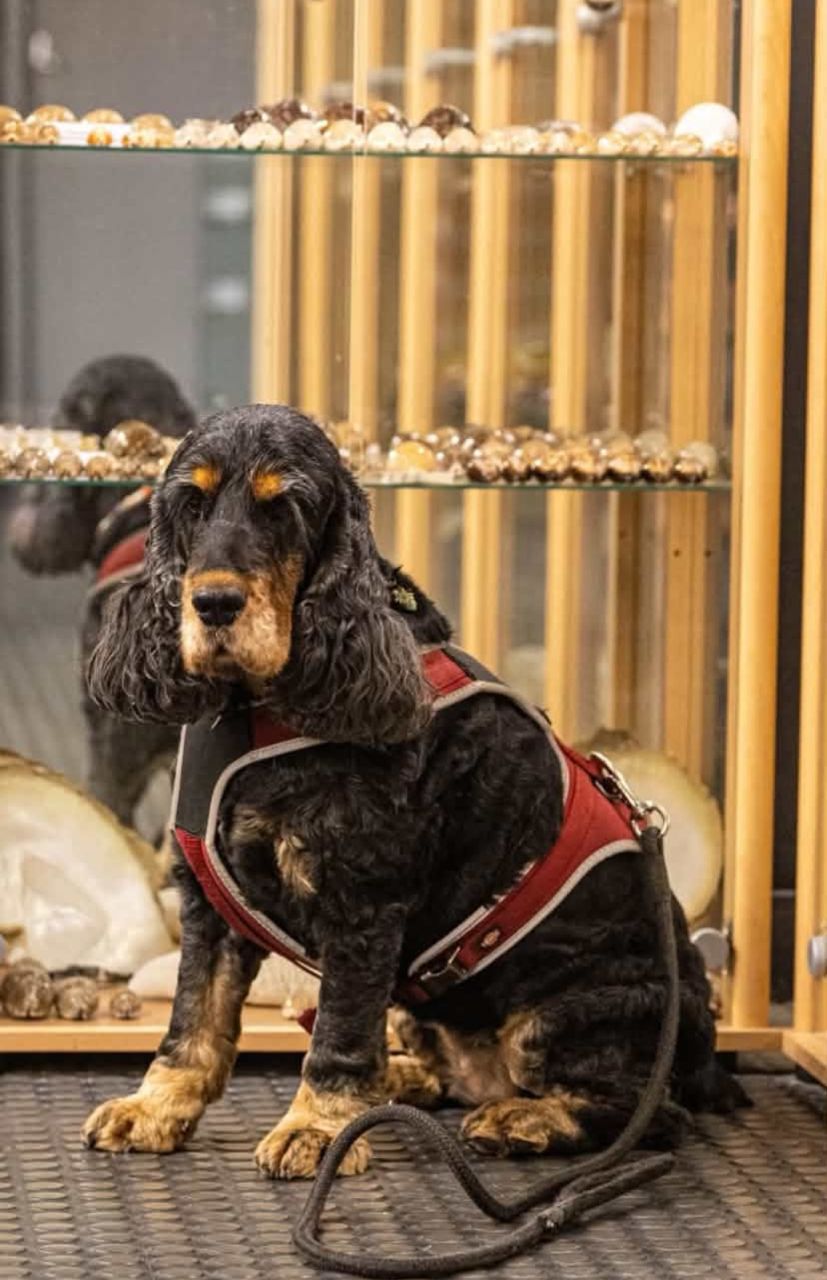 muséum du coquillage chien autorisé