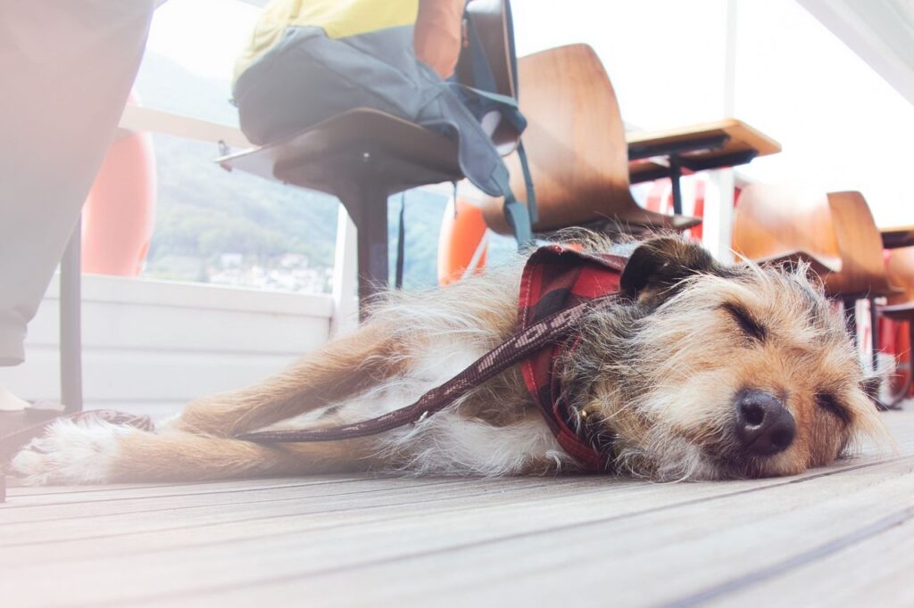 que faire à Bordeaux avec son chien