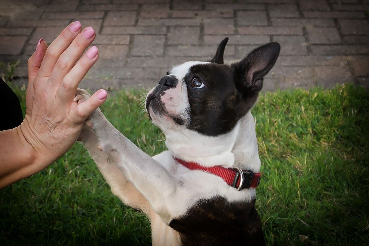 7 races de petits chiens calmes et faciles à vivre