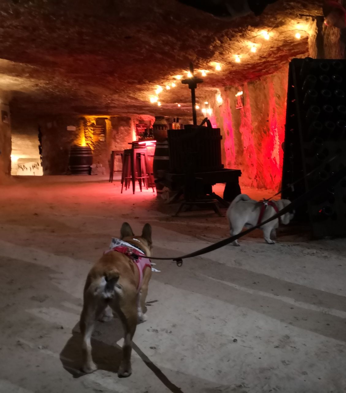 troglo degusto chien accepté activité val de loire