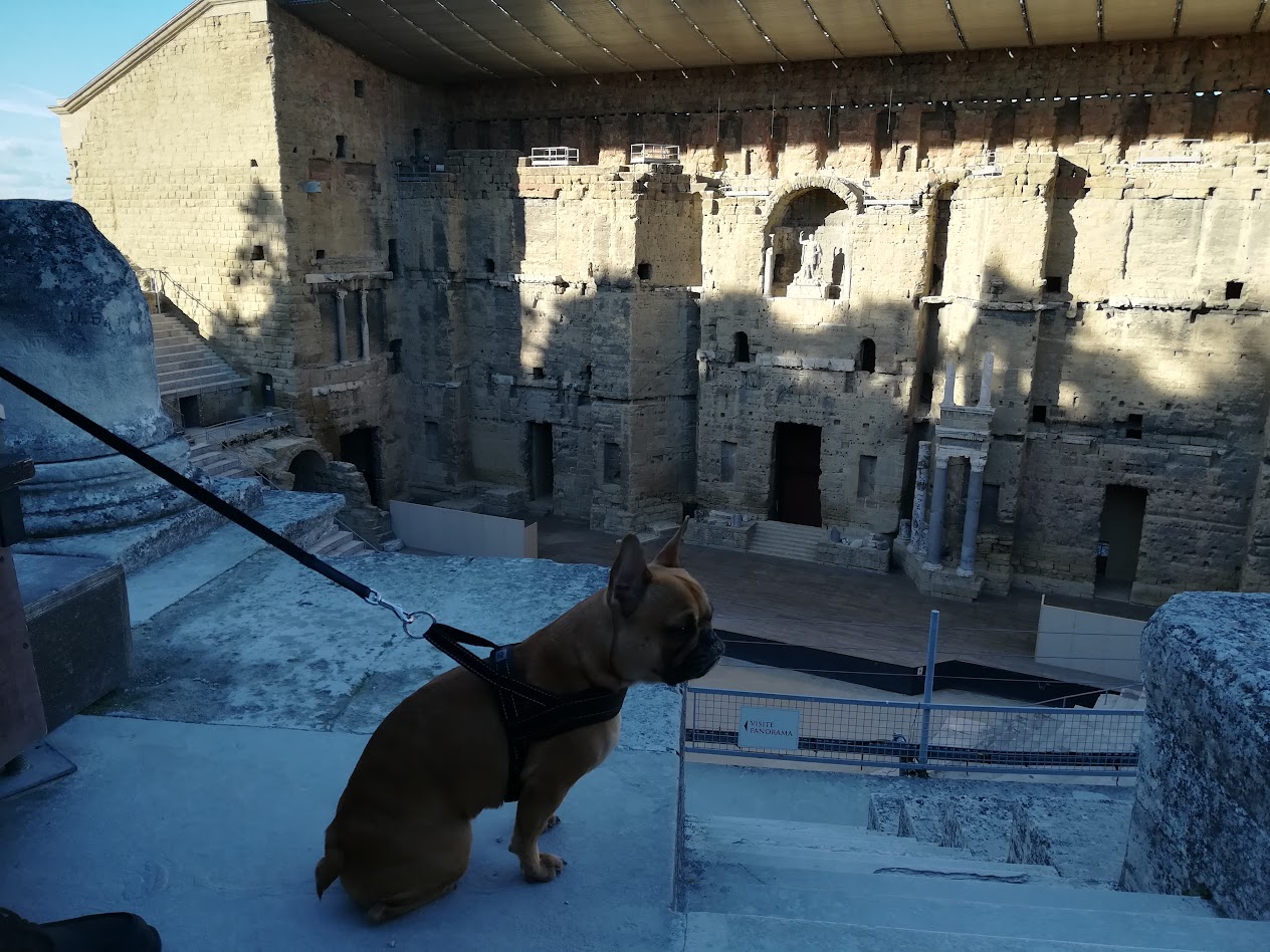 vacance avec chien orange