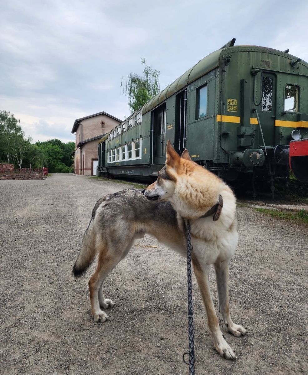 visite avec chien écomusée d'alsace