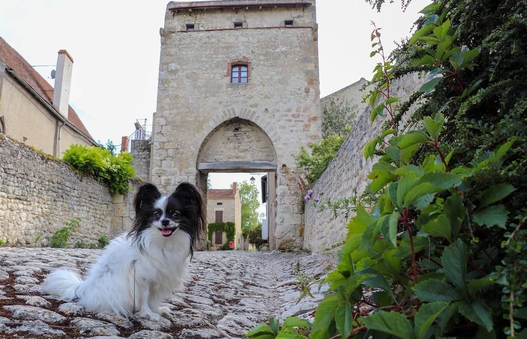 visite charroux avec chien allier auvergne