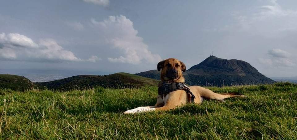 volca'lodges hébergement chien bienvenu vacance puy de dôme
