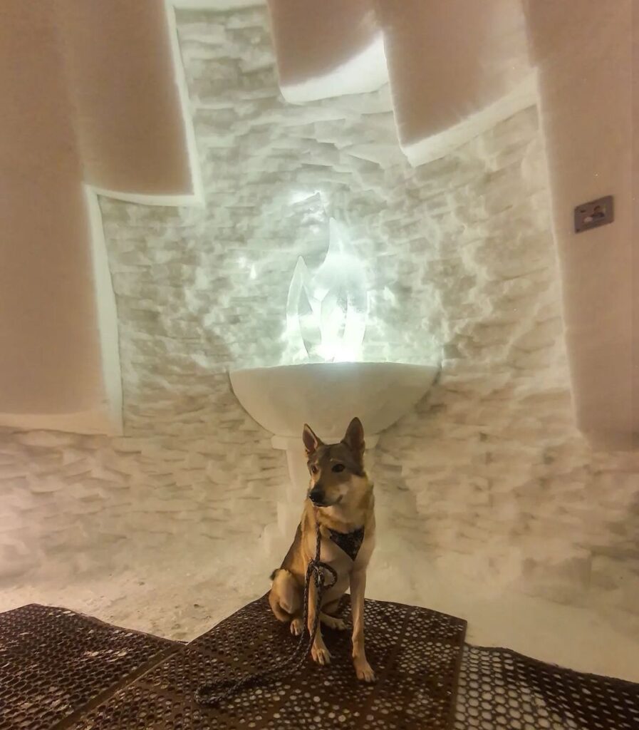 Grotte de glace Alpe d'Huez chien admis