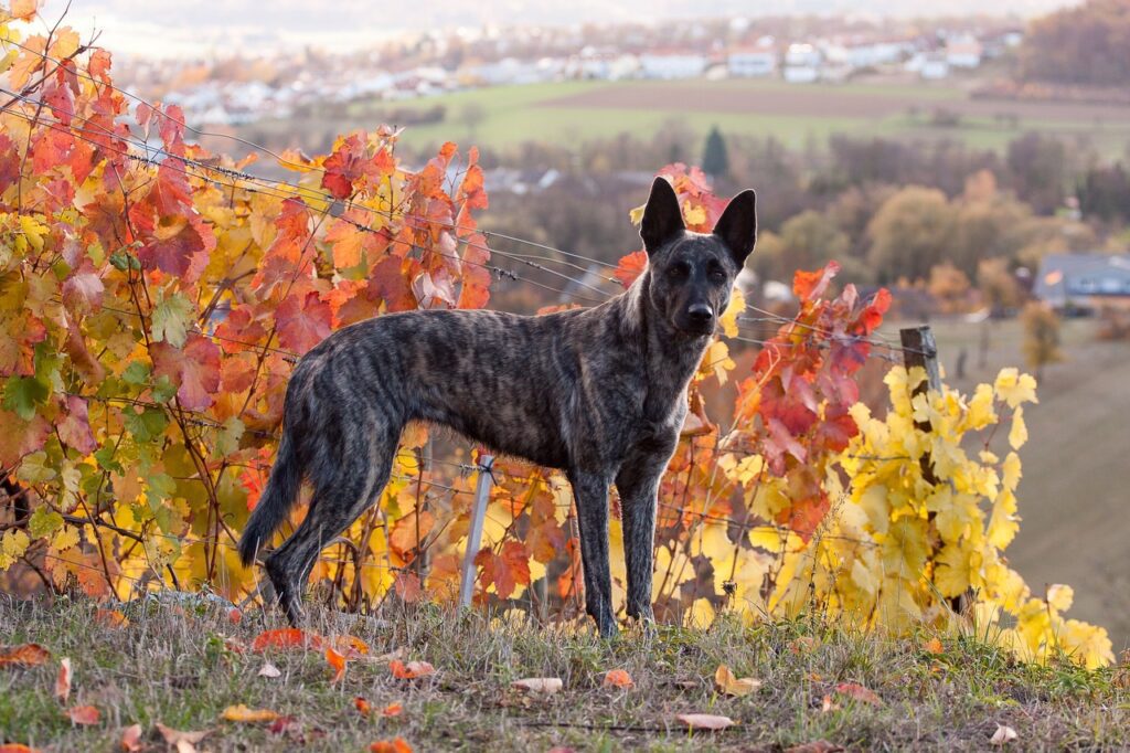 Que faire à Beaune avec un chien