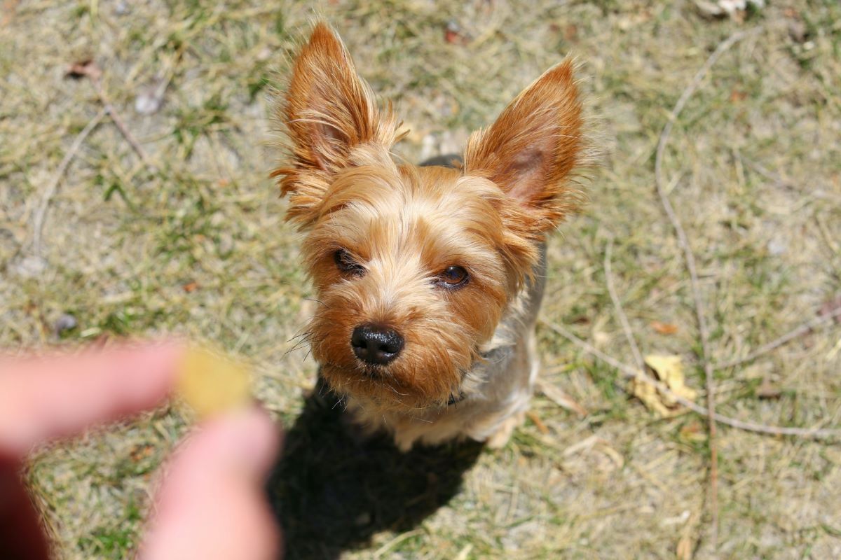 Les friandises d’éducation pour chien