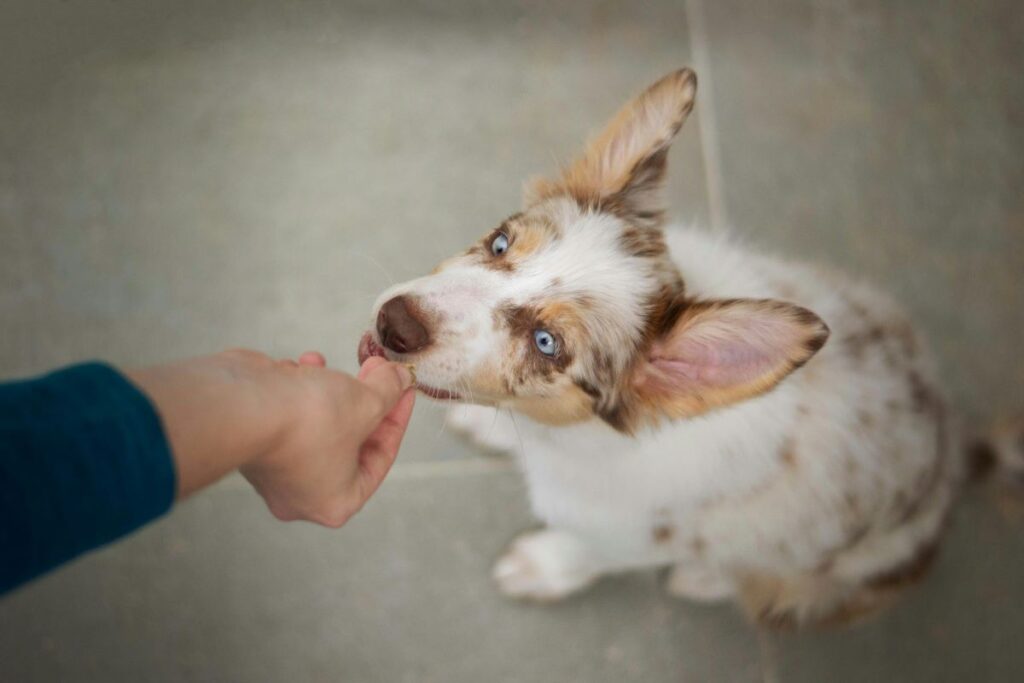 friandises d'éducation pour chien