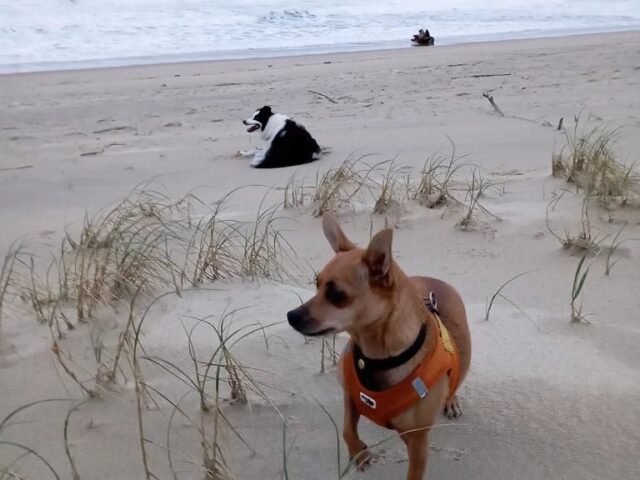 Visiter les Landes avec son chien