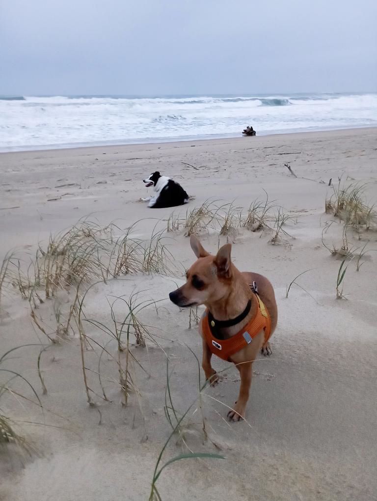 Visiter les Landes avec son chien