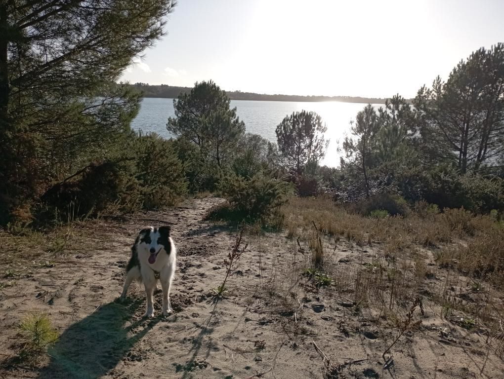 les landes avec son chien balade