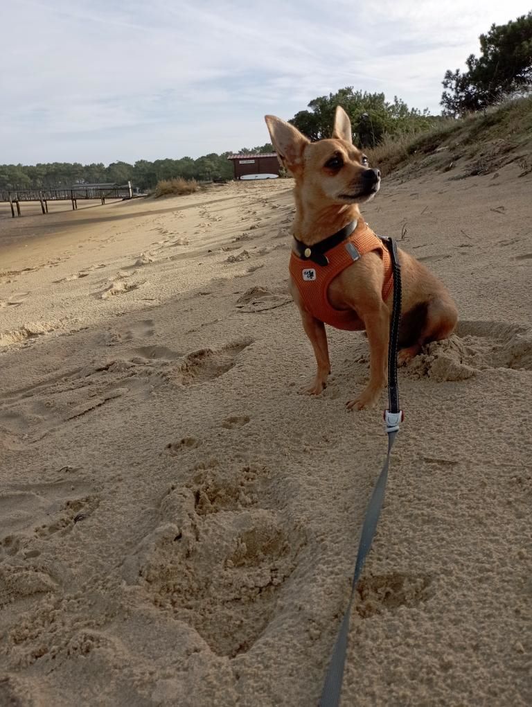 les landes avec son chien plage