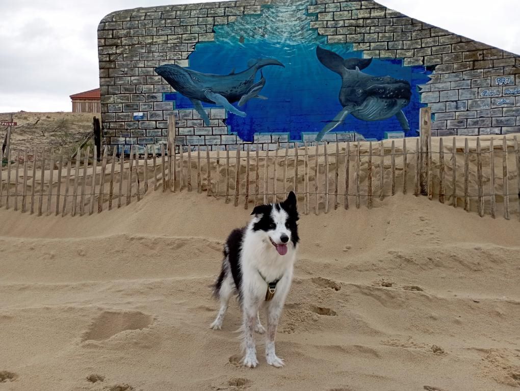 les landes avec son chien randonnée