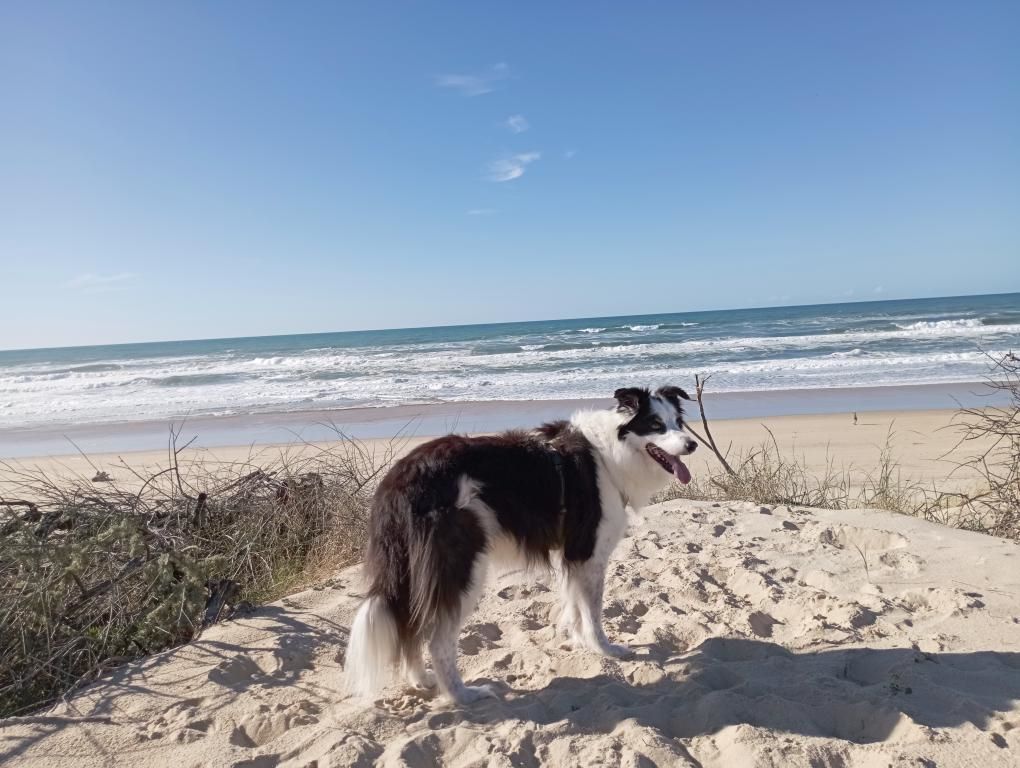 les landes avec son chien