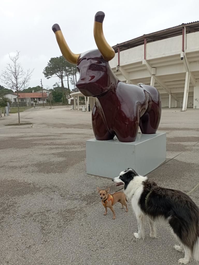 que faire dans les landes avec son chien