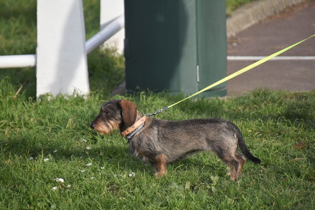 que visiter à beaune avec un chien