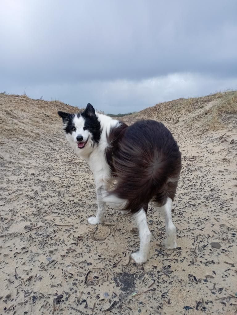 séjour dans les landes avec son chien week-end vacances