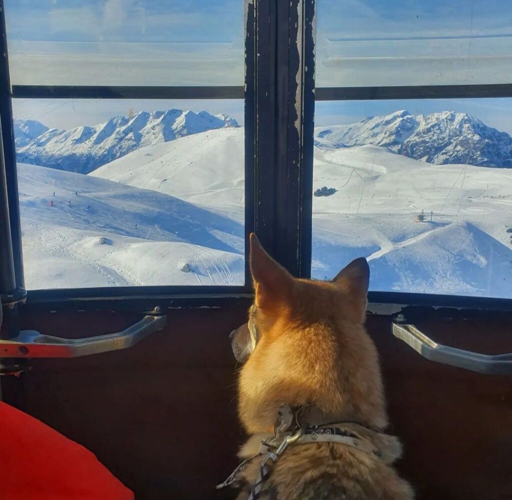 station de ski accepte chien alpe d'Huez