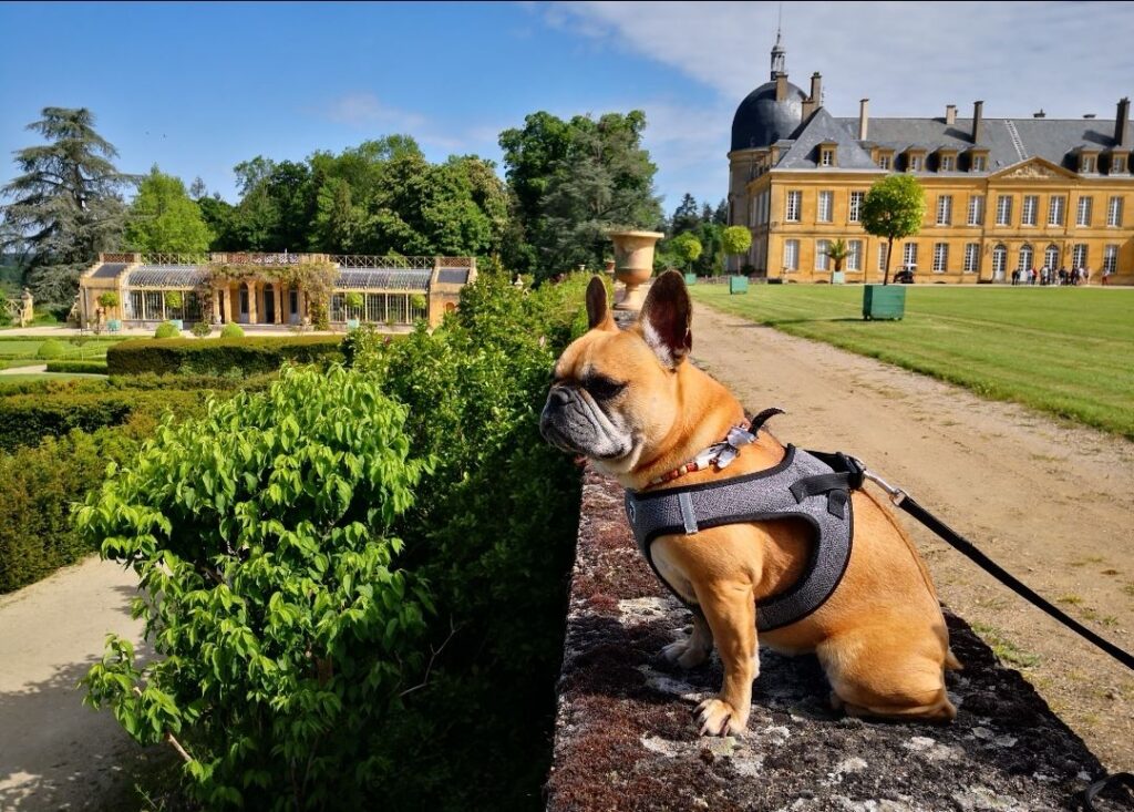 château de digoine chien accepté