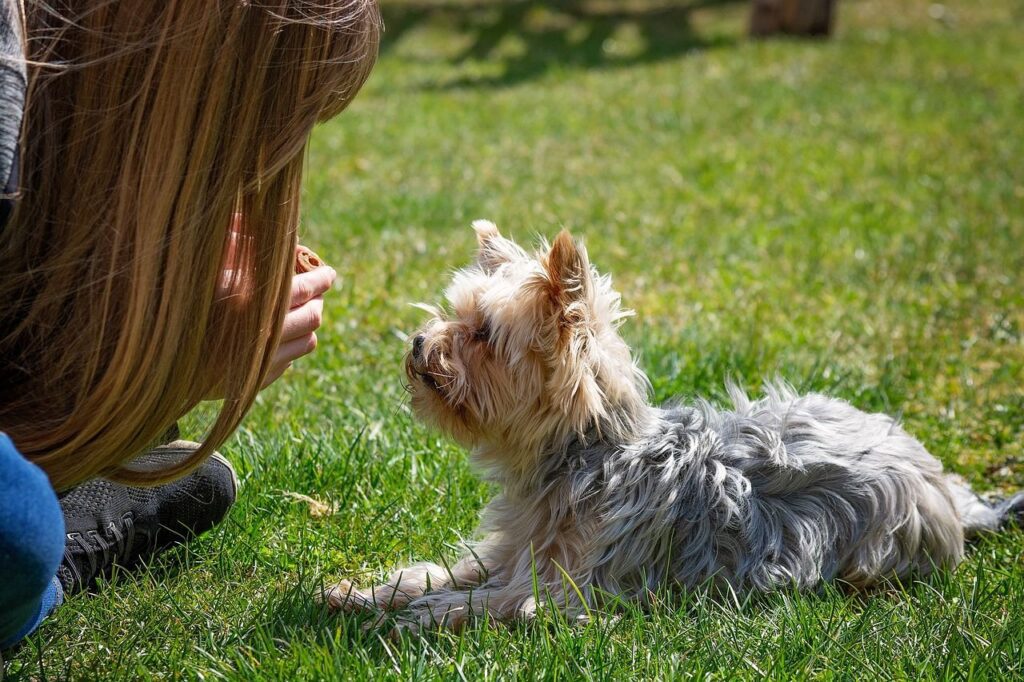 que visiter en Bourgogne avec un chien ?