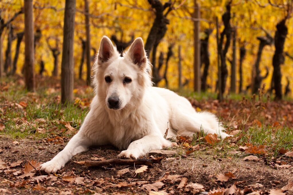 vacance bourgogne avec chien