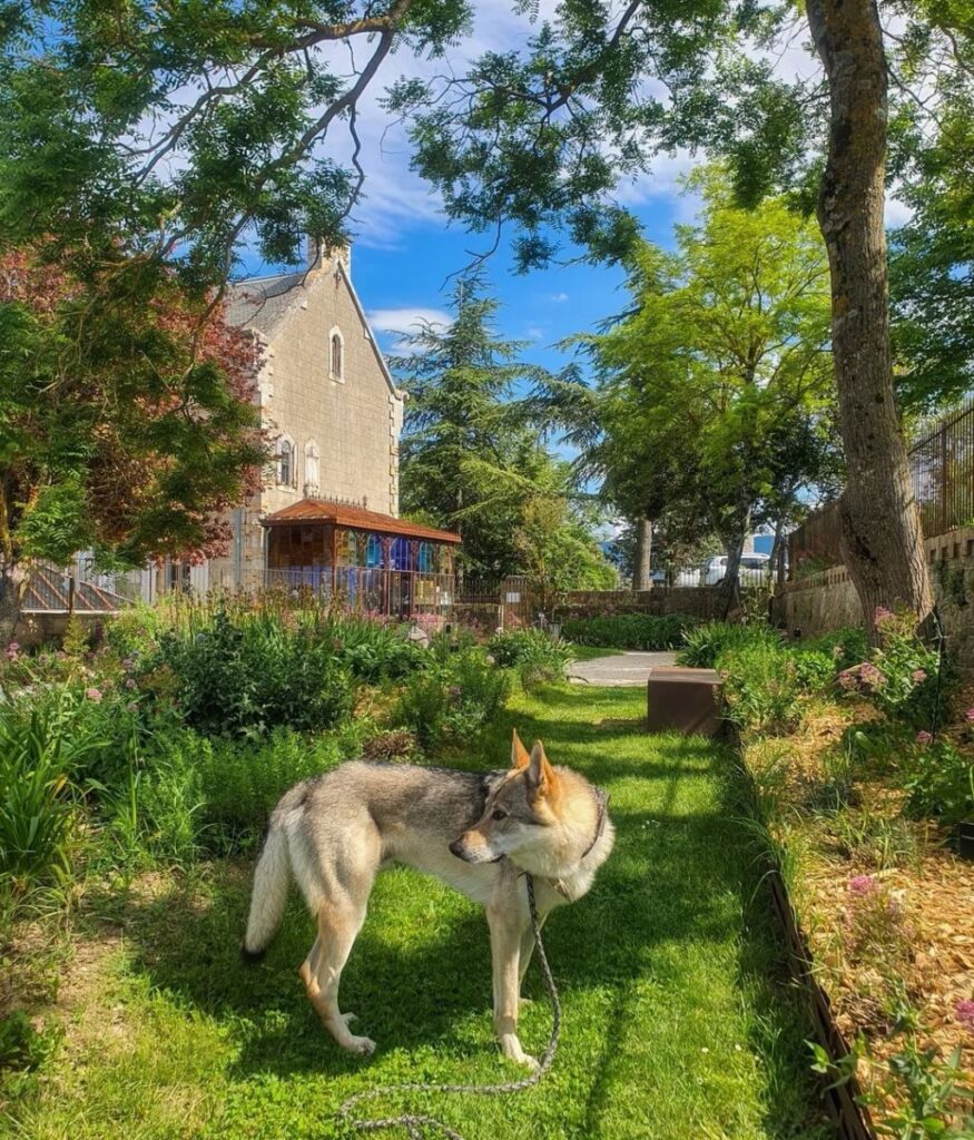 Rennes-le-Château visite insolite avec chien aude