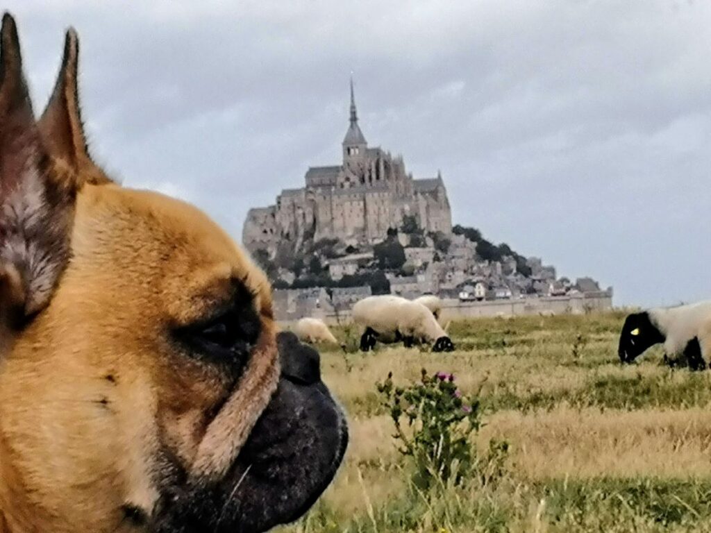 17 choses à voir en Normandie avec son chien