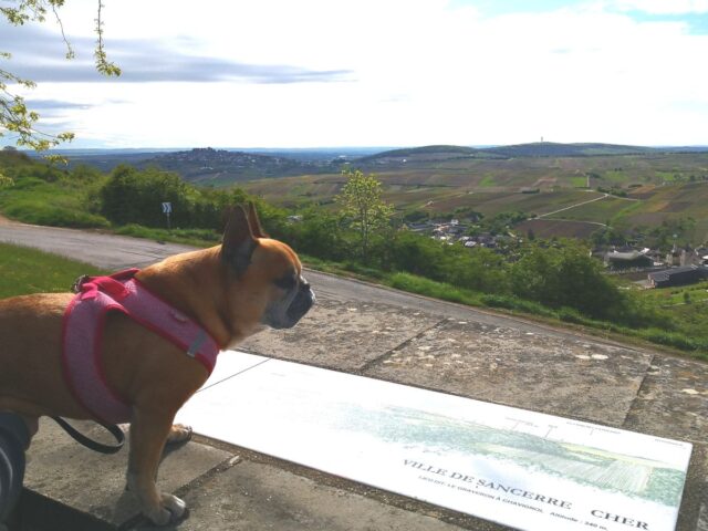 Sancerre avec un chien : le top 10 des activités