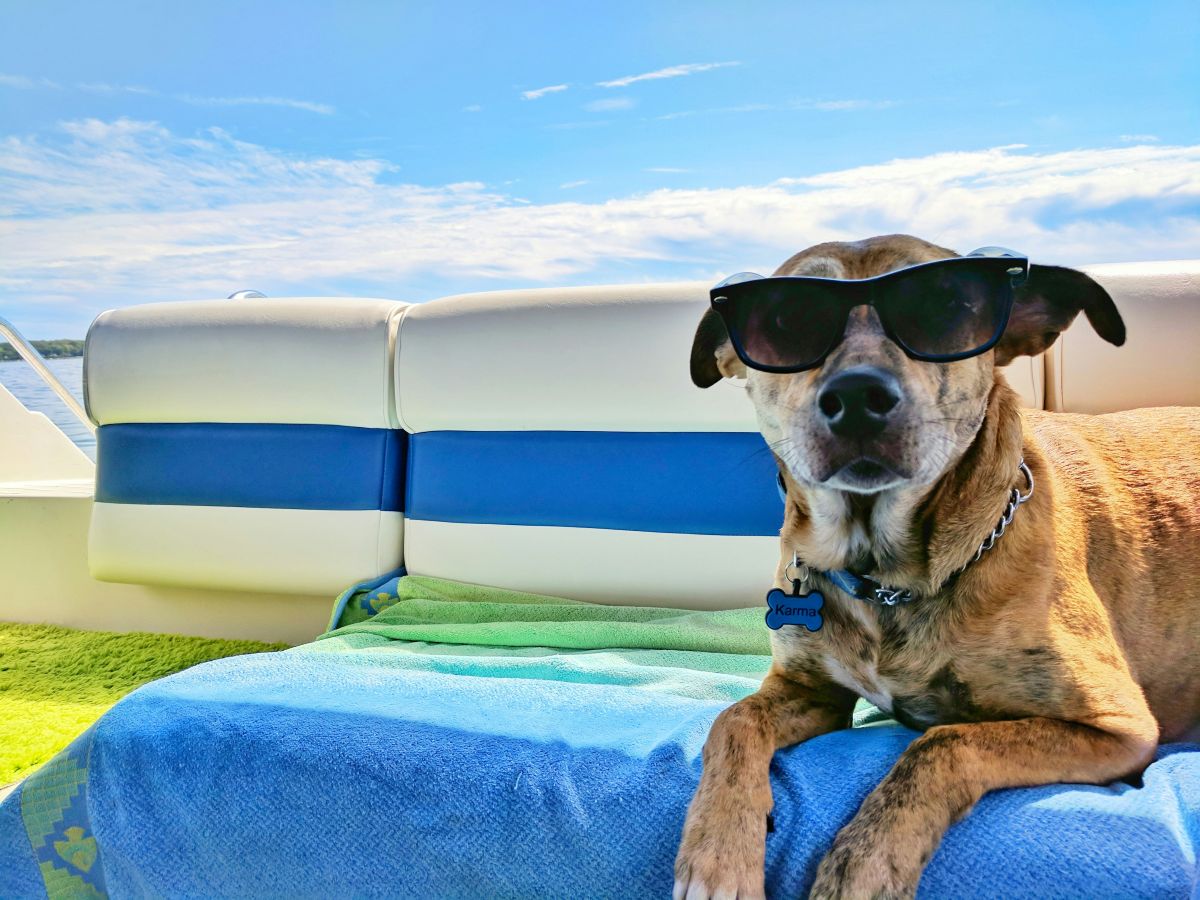 Logements de vacances dog-friendly : partez l’esprit léger avec votre chien