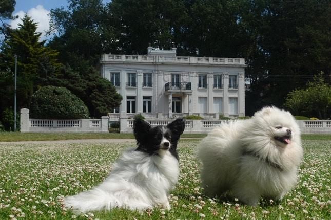 Touquet-Paris-Plage avec votre chien activité dogfriendly