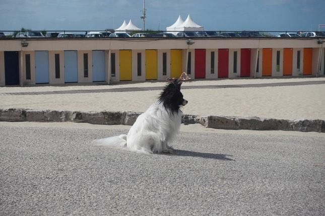 Le Touquet-Paris-Plage avec votre chien : Un séjour entre nature et détente