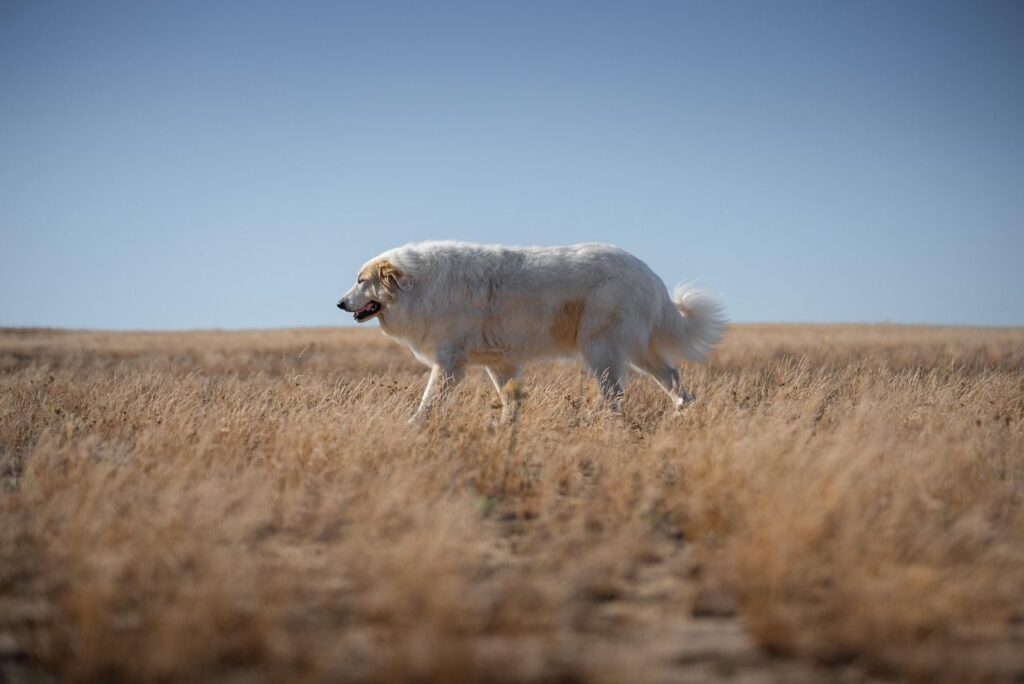 Comment trouver une association vétérinaire gratuite pendant un voyage avec votre chien ?