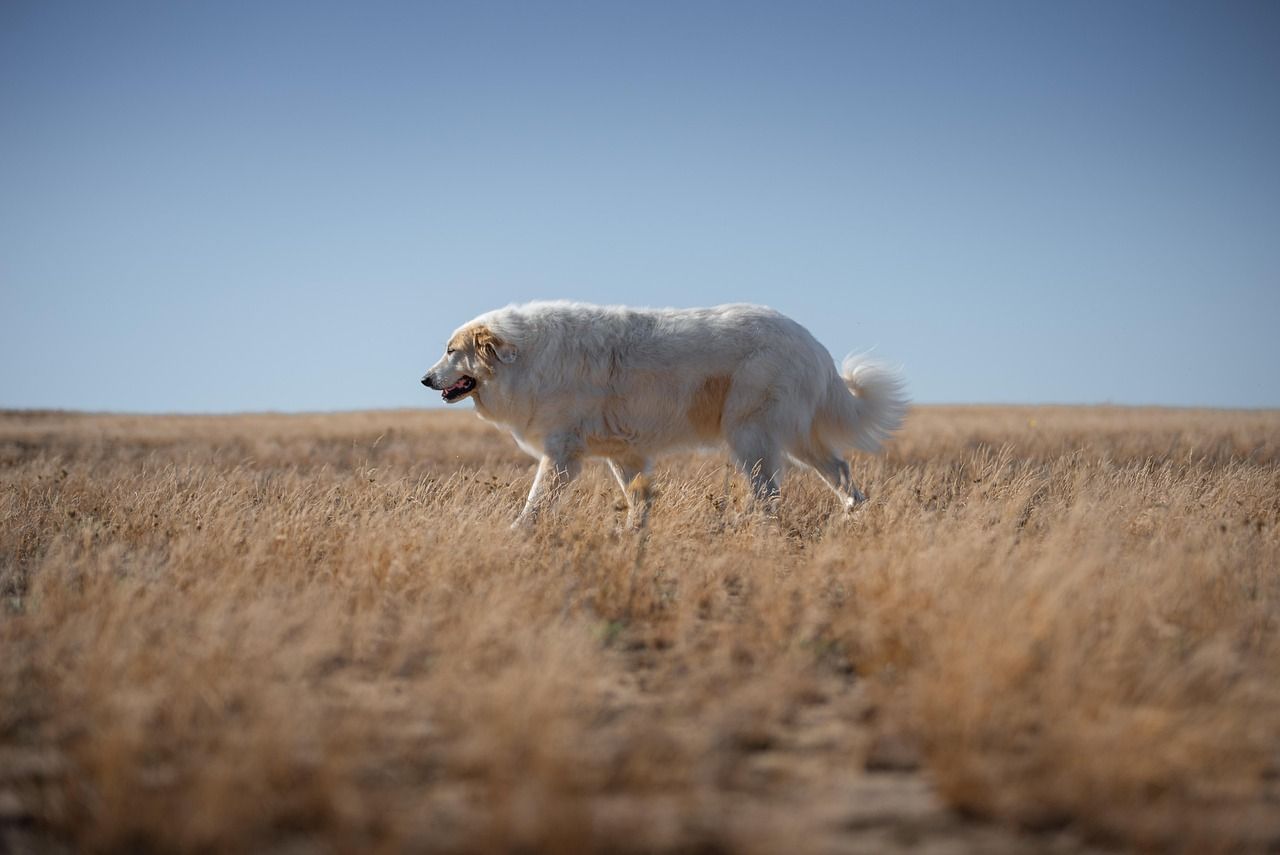 Comment trouver une association vétérinaire gratuite pendant un voyage avec votre chien ?